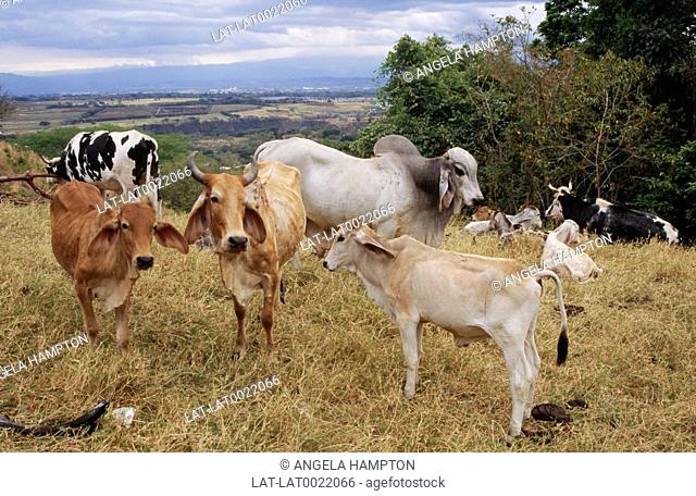 The open landscape in the central valley of Costa Rica is farmed and sustains crops and animal herds. Cattle are raised as livestock for meat called beef and...