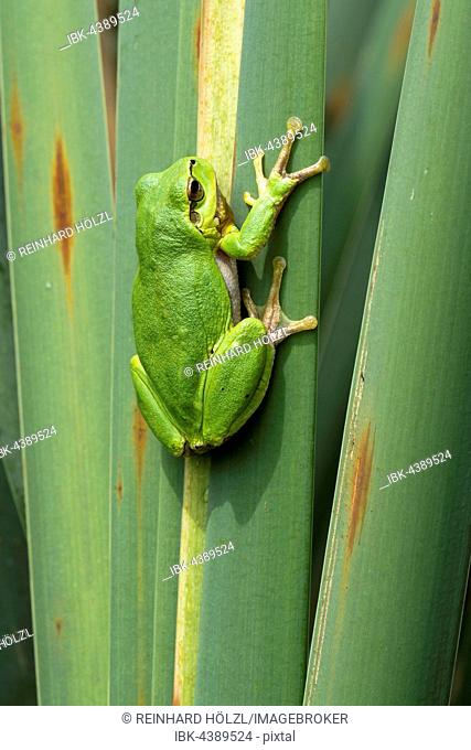 European tree frog (Hyla arborea) sitting on leaf, Burgenland, Austria