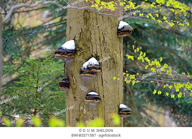 common beech (Fagus sylvatica), tree-trunk with Bracket fungi, Germany, Bavaria, Bavarian Forest National Park