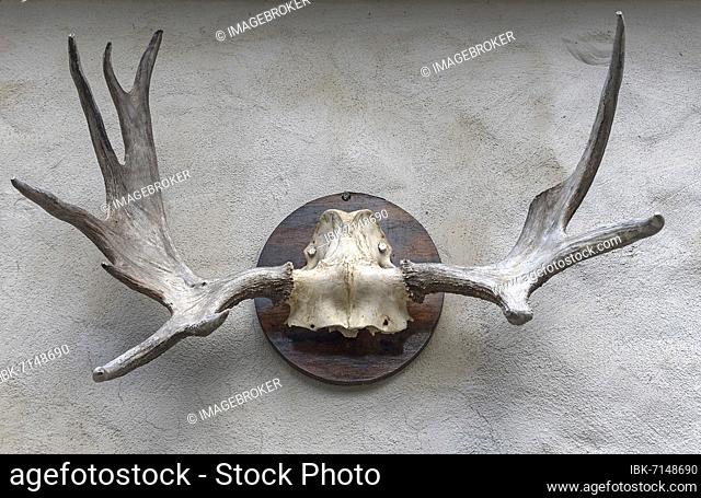 Elk antlers on the wall at a forester's lodge, Bavaria, Germany, Europe