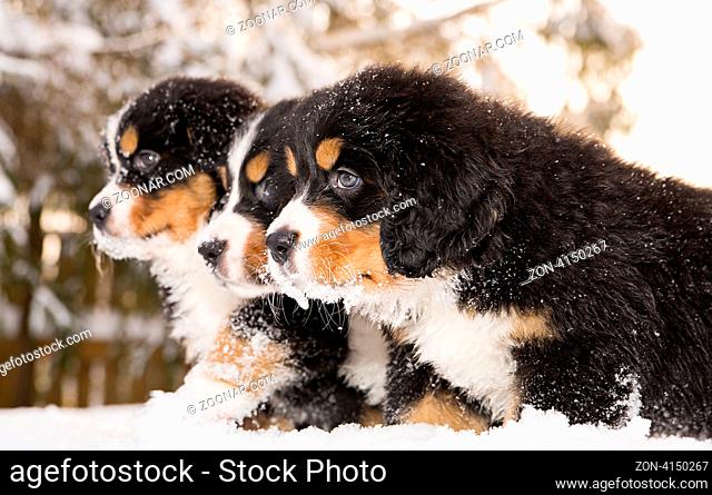 Tireless bernese mountain dog puppets ready play game