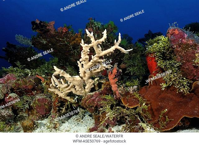 Coral Reef, Rongelap, Pacific, Marshall Islands