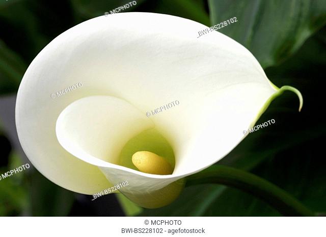 common calla lily, Jack in the pulpit, florist's calla, Egyptian lily, Arum Lily (Zantedeschia aethiopica, Calla aethiopica), inflorescence