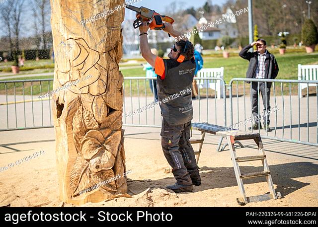 26 March 2022, Baden-Wuerttemberg, Ludwigsburg: Wood artist Igor Loskutov carves flower blossoms into a large wooden trunk with a chainsaw for visitors at the...