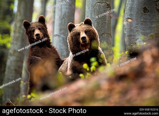Little cube of brown bear, ursus arctos, standing and laying his paw on his fluffy mother among the trees. A pair of forest predators posing in the beechwood