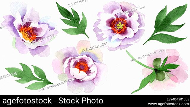 Gently pink peonies. Floral botanical flower. Wild spring leaf wildflower isolated. Aquarelle wildflower for background, texture, wrapper pattern