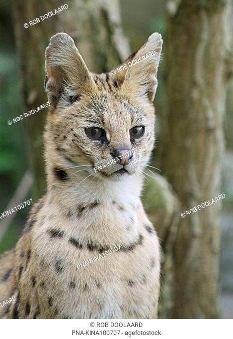 Serval Felis serval - Zoo Emmen, Emmen, Drenthe, The Netherlands, Holland, Europe