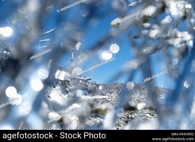 Snowy fir trees in the forest with silver tinsel. Decoration in front of blue sky in the Vosges, France