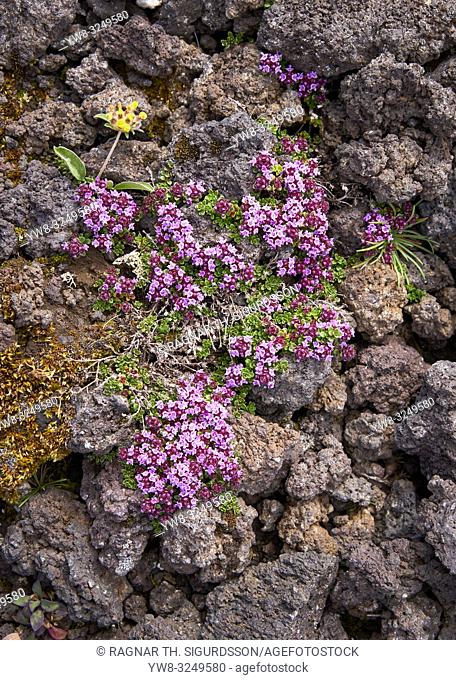 Thyme, (Thymus praecox arcticus) and lava rock, Reykjanes Peninsula, Iceland