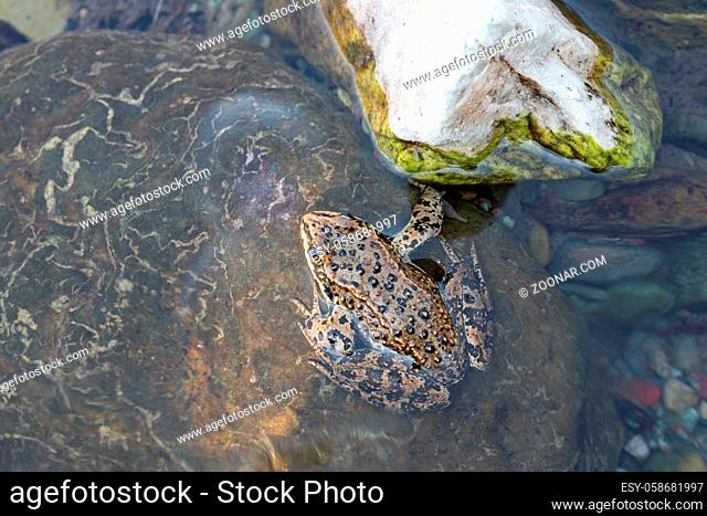 Columbia Spotted Frog (Rana luteiventris), image was taken in the Waterton Lakes National Park, Alberta, Canada