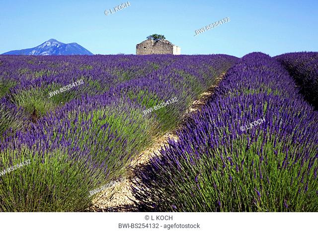 lavender field at Valensole with abandoneds stone house, France, Provence, Alpes-de-Haute-Provence, Valensole