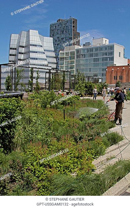 HIGH LINE PARK, AN URBAN PARK LAID OUT ON AN OLD ELEVATED RAILWAY LINE, MEATPACKING DISTRICT, MANHATTAN, NEW YORK CITY, NEW YORK STATE, UNITED STATES