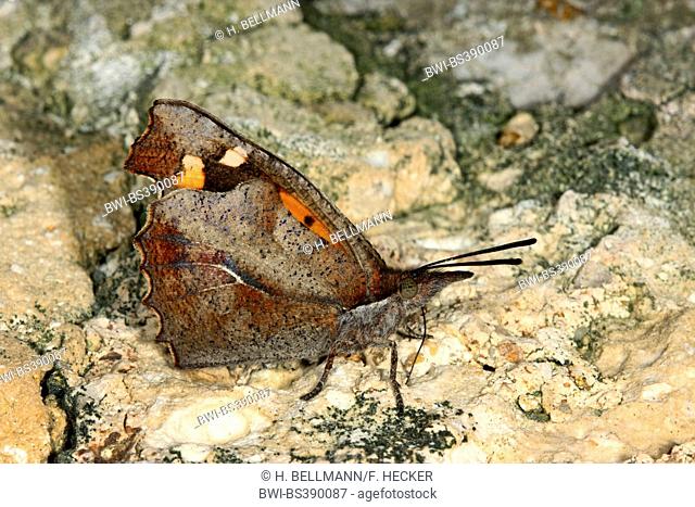 European Beak, Nettle-tree Butterfly, Nettle tree butterfly (Libythea celtis), sits on a stone