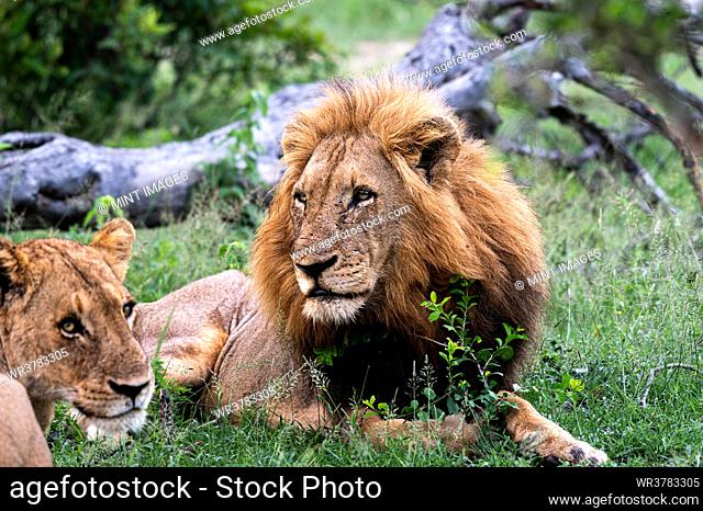 A male lion, Panthera leo, lies down in green grass
