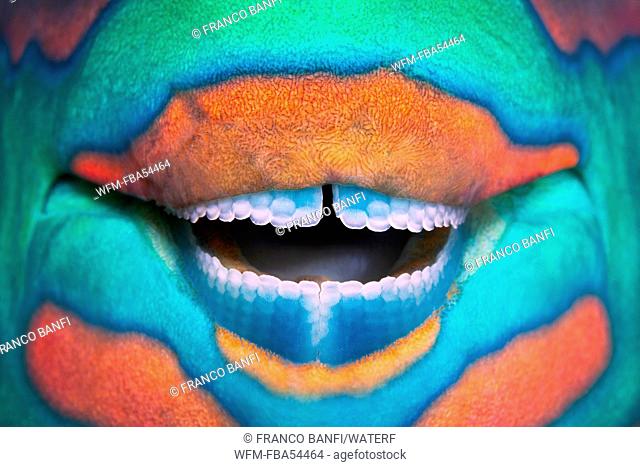 Teeth of Bridled Parrotfish, Scarus frenatus, Ari Atoll, Maldives