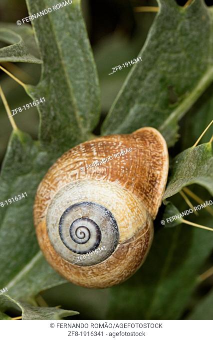 Snail resting on plant, at Serpa, Portugal