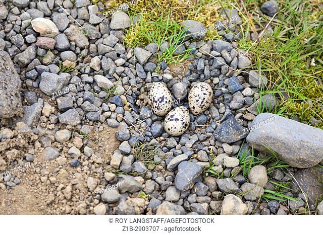 An Oystercatcher nest onthe edge of a rural gravel road in Iceland