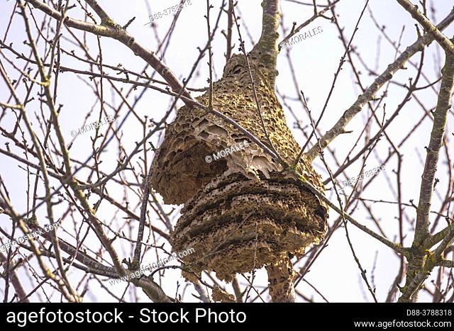 Europe, France, Brittany, Ille et Vilaine, Le Rheu, Nest of Asian hornets, Asian hornet or yellow-legged hornet (Vespa velutina), abandoned nest in winter