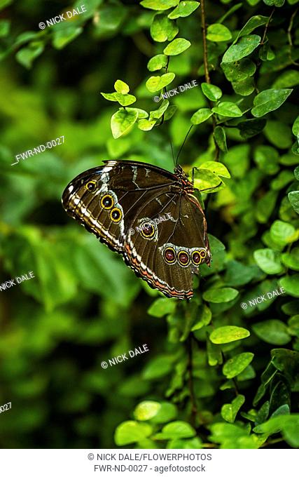 Butterfly, Blue-banded morpho, Morpho achilles, On bush in shade, Iguazu, Brazil