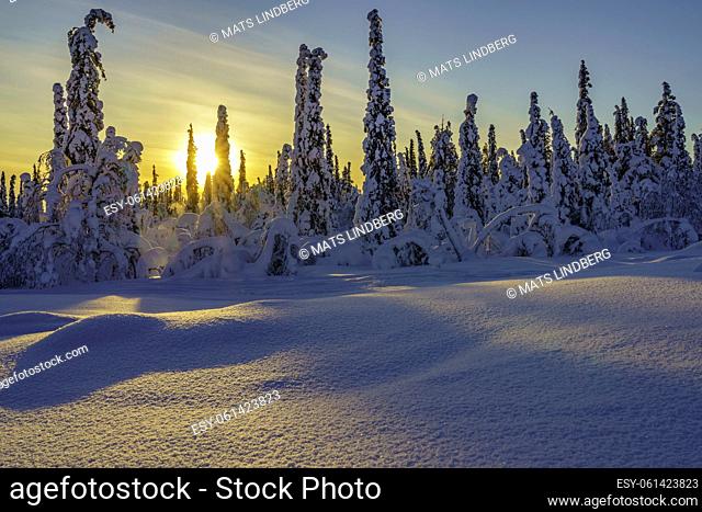 Winter landscape in direct light with plenty of snow and snowy trees, Gällivare, Swedish Lapland, Sweden