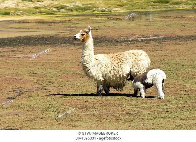 Llama (Lama glama) with young, Atacama Desert, Antofagasta region, Chile, South America