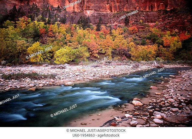 Autumn has arrived at along the Virgin River at Zion National Park