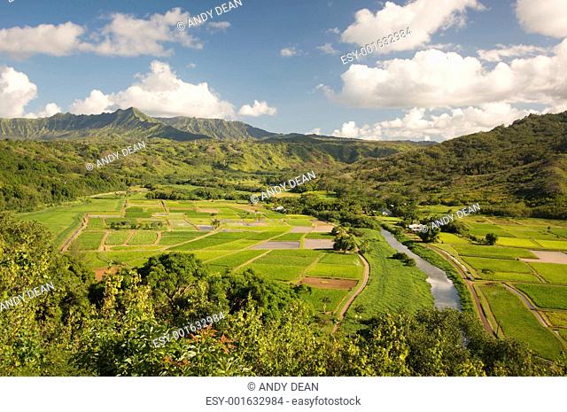 Hanalei Valley and Taro Fields