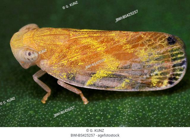 Tropiduchid planthopper (Tropiduchidae), sits on a leaf, Costa Rica