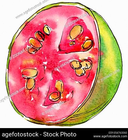 Exotic guava healthy food in a watercolor style isolated. Full name of the fruit: guava . Aquarelle wild fruit for background, texture, wrapper pattern or menu