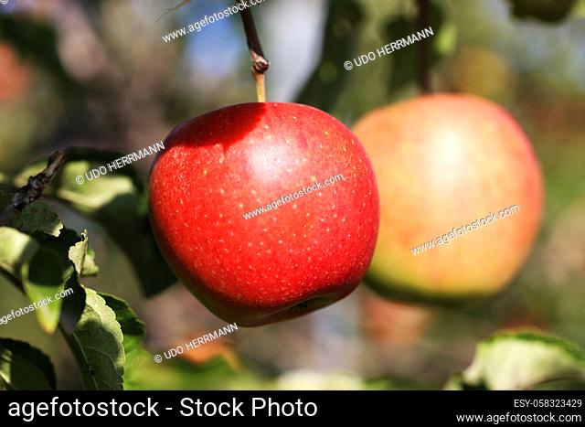Ripe apple hanging on a tree