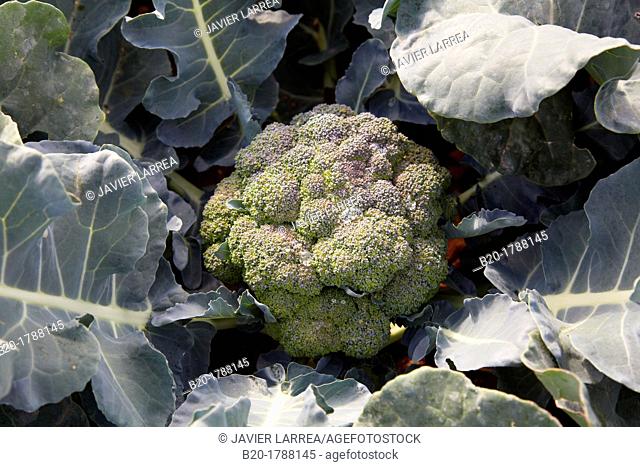 Broccoli growing fields, Agricultural fields, High Ribera, Arga-Aragon Ribera, Navarre, Spain