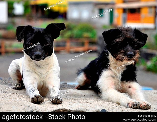 Zwei Junghunde beim Abhängen