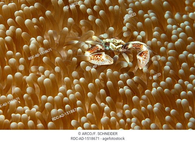anemone porcelain crab, Indo-Pacific, Neopetrolisthes maculatus