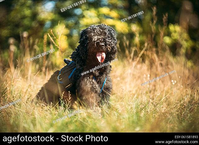Bouvier des Flandres funny sitting outdoor in dry grass in autumn day. Funny Bouvier des Flandres herding dog breed sitting in dry grass and looking at camera