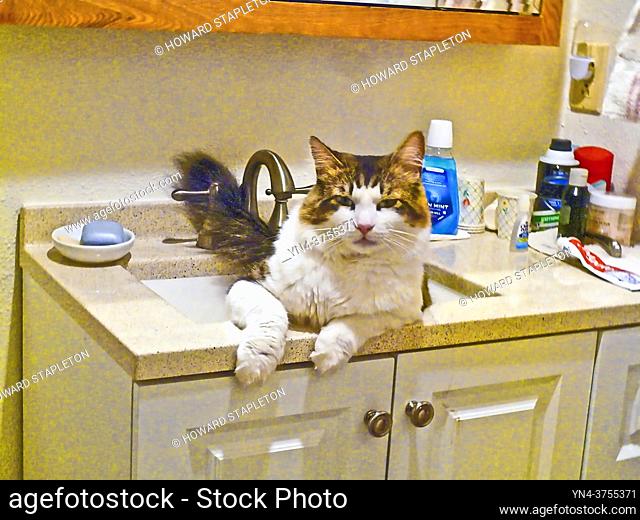Tommy in the sink #2