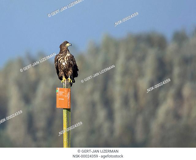 White-tailed Eagle (Haliaeetus albicilla) perched on a prohibition sign, The Netherlands, Overijssel, Ketelmeer