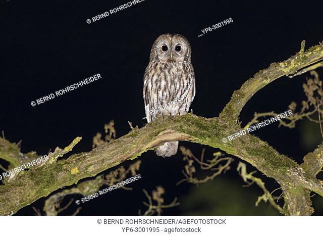 Tawny owl (Strix aluco), adult perched on branch at night, Trier, Rhineland-Palatinate, Germany