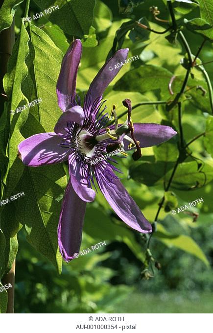passiflora amethyst - purplish-blue - filtering sunrays complement an exotic flower