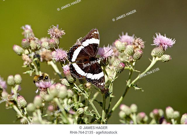 White Admiral Basilarchia arthemis butterfly, Waterton Lakes National Park, Alberta, Canada, North America