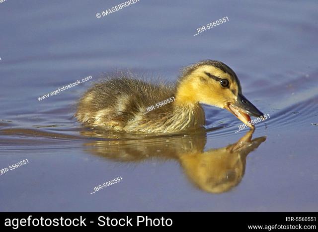 Mallards (Anas platyrhynchos), ducklings, water feeding, Warwickshire, England, summer