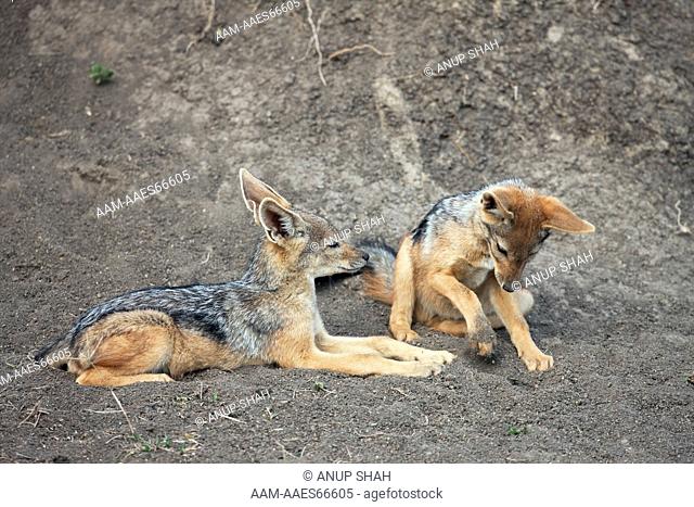 Black-backed Jackal pups 6-9 months old playing outside the den (Canis mesomelas). Maasai Mara National Reserve, Kenya. August 2009