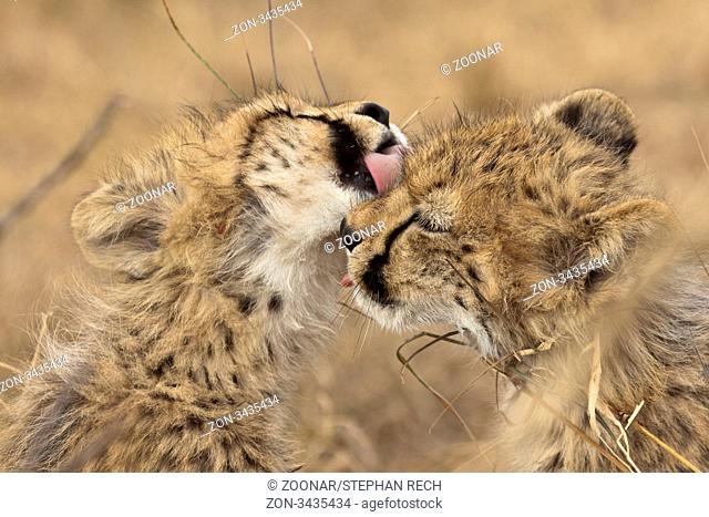 Junge Geparden bei der Fellpflege Acinonyx jubatus -Young cheetahs Acinonyx jubatus in the grooming