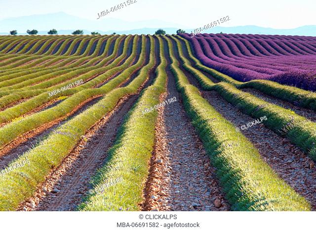 Europe, France, Provence Alpes Cote d'Azur, Plateau of Valensole.Lavender Field