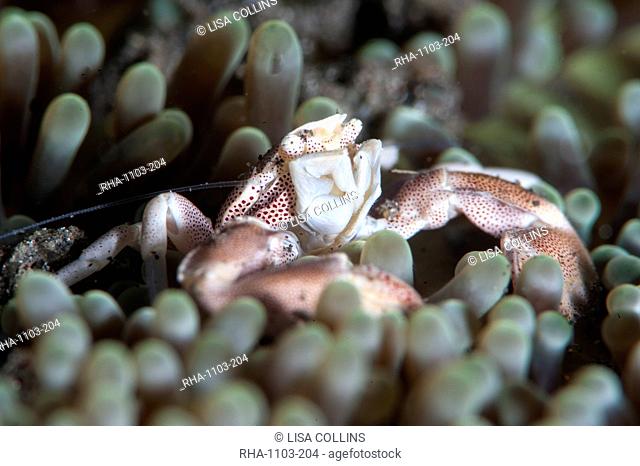 Porcelain crab Neopetrolisthes maculata, Sulawesi, Indonesia, Southeast Asia, Asia