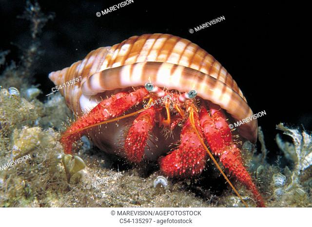 Hermit Crab (Dardanus calidus) inside shell (Semicassis undulata)
