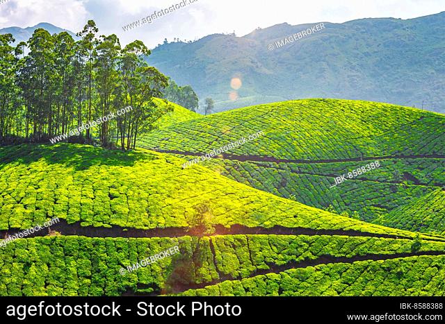Kerala landmark, tea plantations in Munnar, Kerala, India. With lens flare and light leak