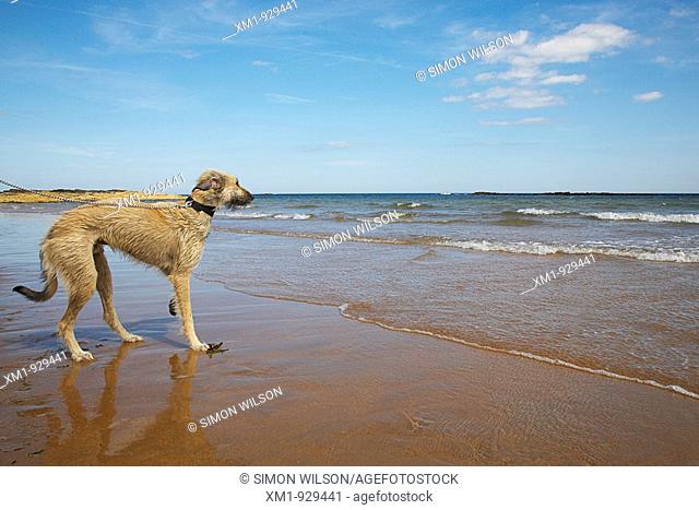 Walking the dog on the beach
