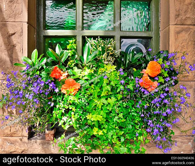 Close up of window box full of colourful flowers, Edinburgh, Scotland. High quality photo