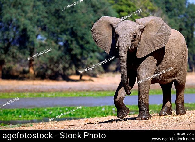 Elefant im Lower Zambezi Nationalpark, Sambia; Loxodonta africana; elephant at Lower Zambezi National Park, Zambia