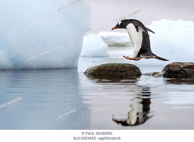 Antarctica, Cuverville Island, Gentoo Penguin (Pygoscelis papua) leaps between stones in shallow lagoon along Errera Channel